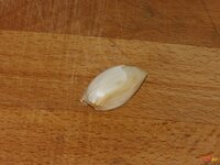 07_Knoblauch.jpg