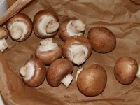 01_Champignons.jpg