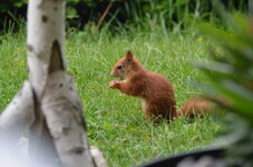 Eichhörnchen im Garten (193).jpg