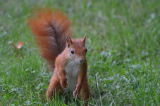 Eichhörnchen im Garten (203).jpg