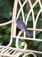 05.07.2017 Amsel 2.jpg