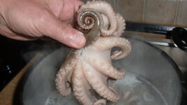 Pulpo-01.08.jpg