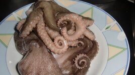 Pulpo-01.08_1.jpg