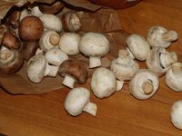 03_Champignons.jpg